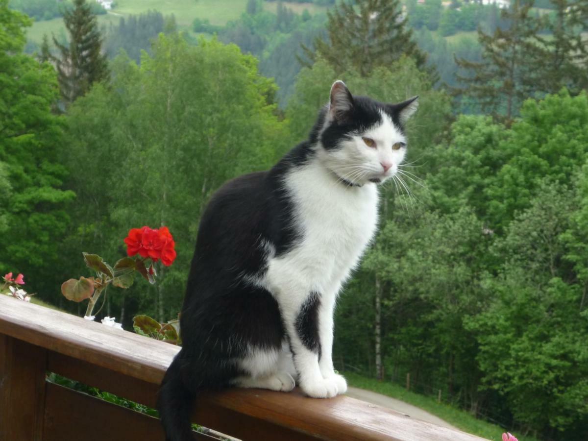 Laxhube Villa Gmünd Buitenkant foto